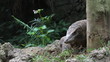 Komodo dragon