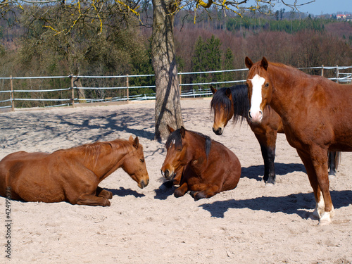 Foto: Mittagsruhe unter Pferden Mittagsruhe unter Pferden