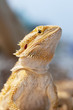 Photo: Bearded dragon in vivarium shot in portrait Bearded dragon in vivarium shot in portrait