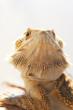Photo: Bearded dragon in vivarium shot in portrait Bearded dragon in vivarium shot in portrait