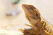 Photo: Bearded dragon in vivarium shot in landscape Bearded dragon in vivarium shot in landscape