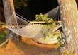 peaceful hammock between two trees
