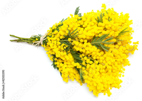 Photo: bunch of mimosa flowers bunch of mimosa flowers