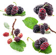 Collections mulberries with a leaves, Isolated on a white
