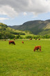 Photo: Cattle in fields near Fortingall Cattle in fields near Fortingall