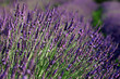 Photo: Field of lavender. Provence, France Field of lavender. Provence, France