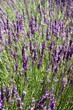 Lavender background