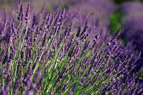 Foto: Field of lavender. Provence, France Field of lavender. Provence, France