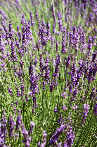 Photo: Lavender background Lavender background