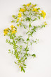 Hypericum perforatum / Millepertuis perforé