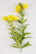 Photo: Oenothera biennis / Onagre bisannuelle Oenothera biennis / Onagre bisannuelle