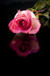 One rose