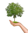tree in hand