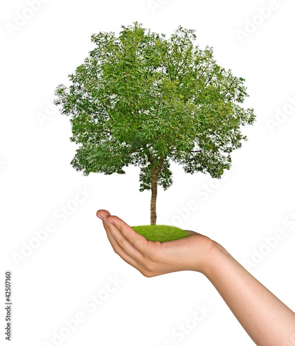 Photo: tree in hand tree in hand