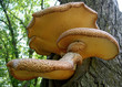 Close-up on mushrooms growing on a tree