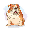 Vector: Illustration of english bulldog Illustration of english bulldog