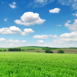 field and blue sky