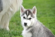 Siberian Husky Welpe