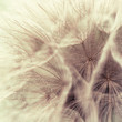 Foto: Abstract closeup of a meadow salsify Abstract closeup of a meadow salsify