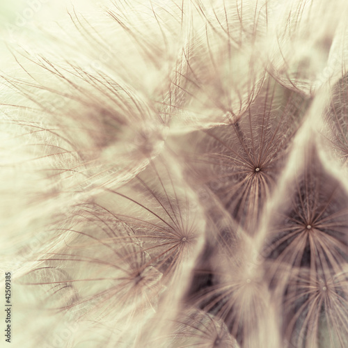 Photo: Abstract closeup of a meadow salsify Abstract closeup of a meadow salsify