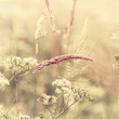 Foto: Summer Meadow Summer Meadow