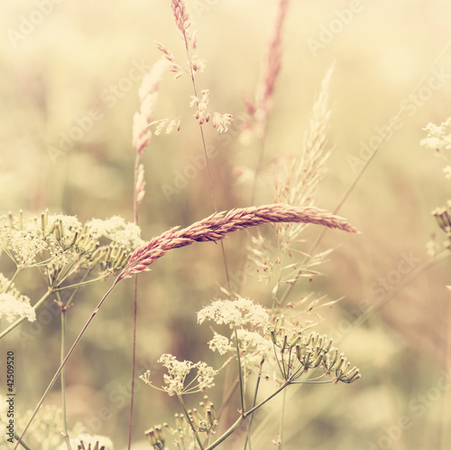 Foto: Summer Meadow Summer Meadow