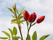 Hagebutten - Rosa canina