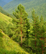 Cedar pines on an abrupt hillside in Altai mountines