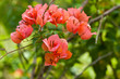 a bunch of bougainvillea