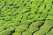 canvas print picture - Teeplantage, Camellia Sinensis