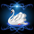 Elegant white swan