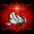 Elegant black swan