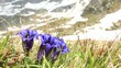 Wilde Enziane - Gentiana