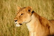 Linoness