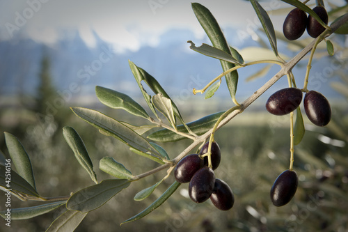 Photo: olives trees with snow-capped mountains in background olives trees with snow-capped mountains in background