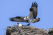 osprey, pandion haliaetus