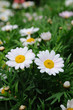 Chamomile flowers