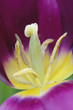 Purple tulip closeup
