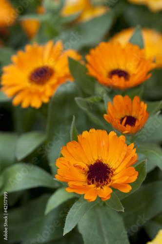 Photo: Orange calendula officinalis Orange calendula officinalis