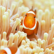 Clownfish
