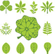 different  types of leaves, vector illustration