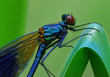 Emerald Demselfly, Calopteryx virgo