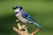 Blue Jay (corvid cyanocitta)