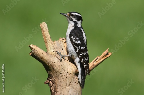 Foto: Downy Woodpecker (Picoides pubescens) Downy Woodpecker (Picoides pubescens)