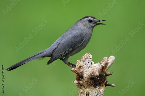 Foto: Gray Catbird (Dumetella carolinensis) Gray Catbird (Dumetella carolinensis)