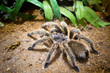 Tarantula