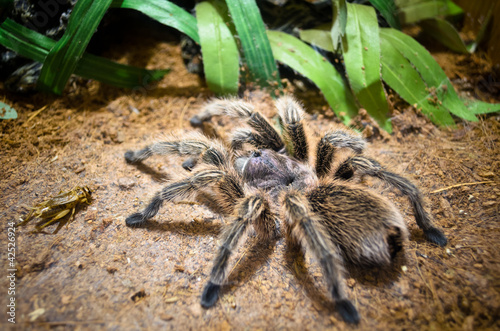 Photo: Tarantula Tarantula