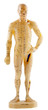 mannequin d'acupuncture chinoise