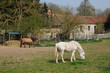 France, horses in the village of Oinville sur Montcient