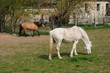 France, horses in the village of Oinville sur Montcient